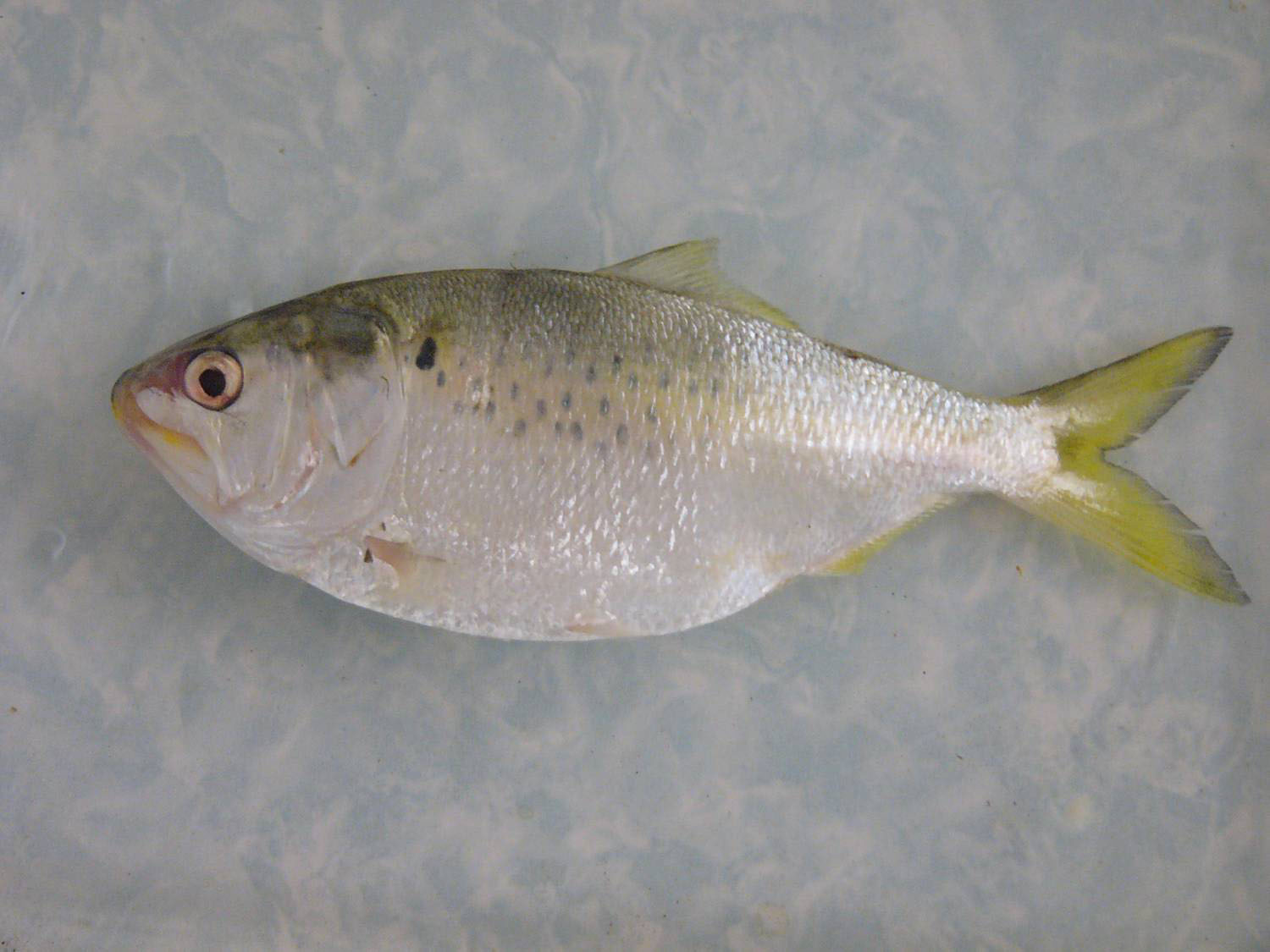 (Brevoortia) Род МЕНХЭДЕНЫ 6 видов